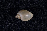 藏品(小椎實螺)的圖片